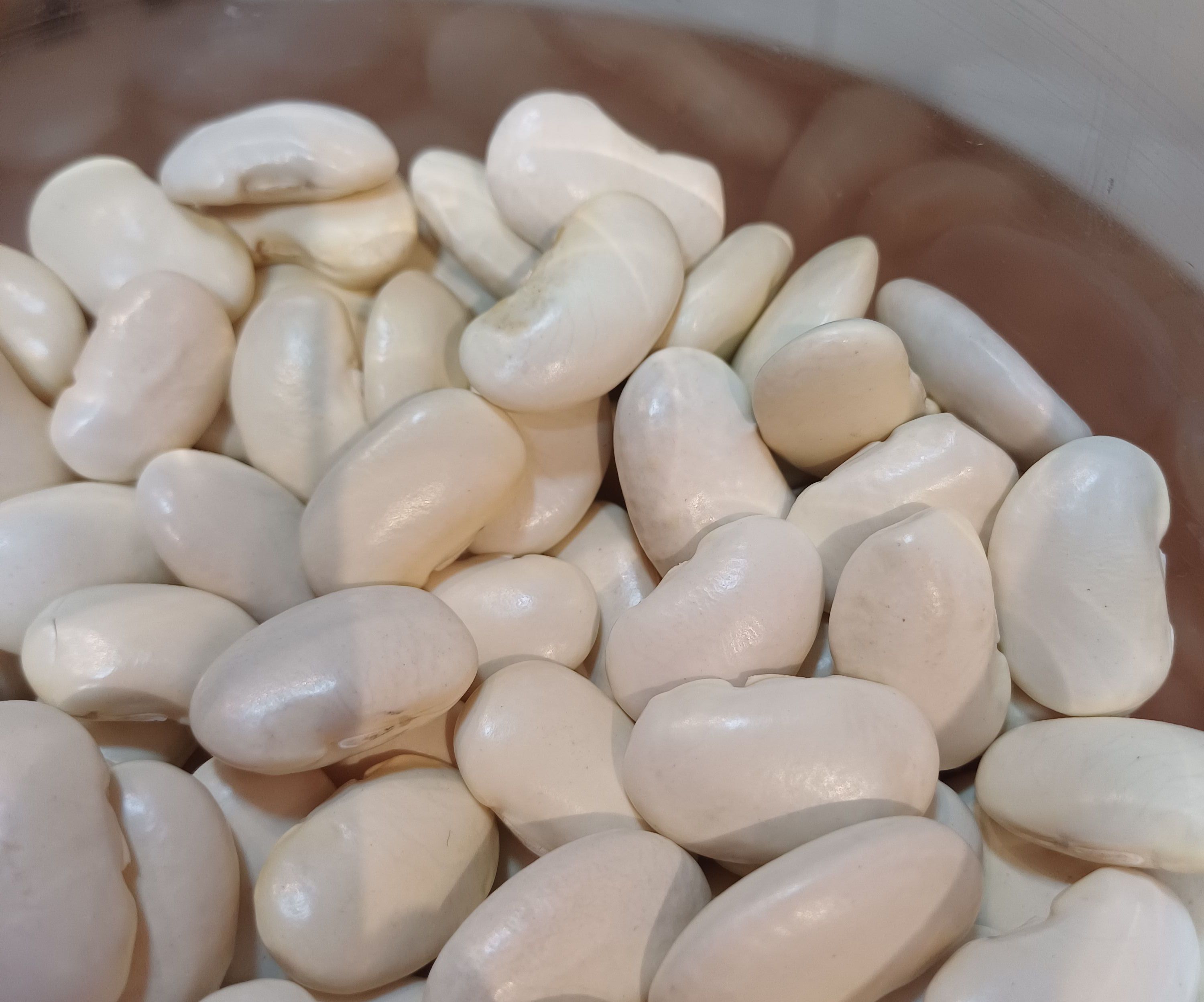 Fava Branca Graúda